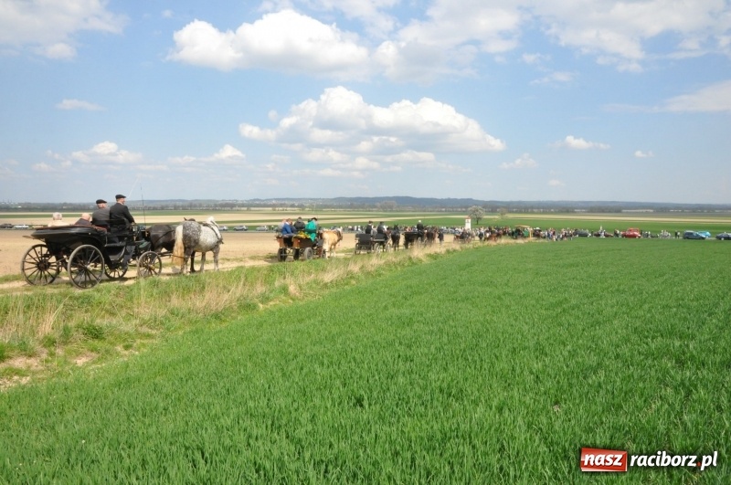 Zdjęcie w galerii na portalu naszraciborz.pl: Rekordowa liczba koni w Bieńkowicach [FOTO i WIDEO] wiadomości z regionu