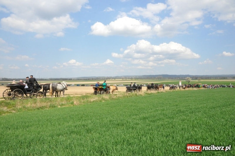 Zdjęcie w galerii na portalu naszraciborz.pl: Rekordowa liczba koni w Bieńkowicach [FOTO i WIDEO] wiadomości z regionu