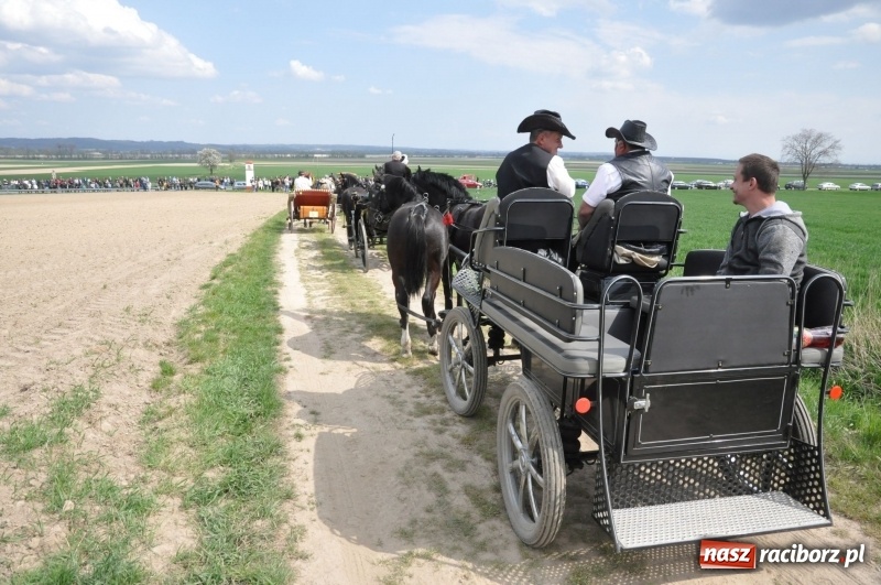 Zdjęcie w galerii na portalu naszraciborz.pl: Rekordowa liczba koni w Bieńkowicach [FOTO i WIDEO] wiadomości z regionu