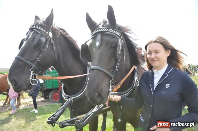 Zdjęcie w galerii na portalu naszraciborz.pl: Rekordowa liczba koni w Bieńkowicach [FOTO i WIDEO] wiadomości z regionu