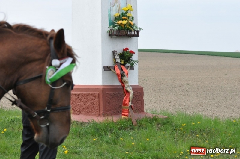 Zdjęcie w galerii na portalu naszraciborz.pl: Rekordowa liczba koni w Bieńkowicach [FOTO i WIDEO] wiadomości z regionu