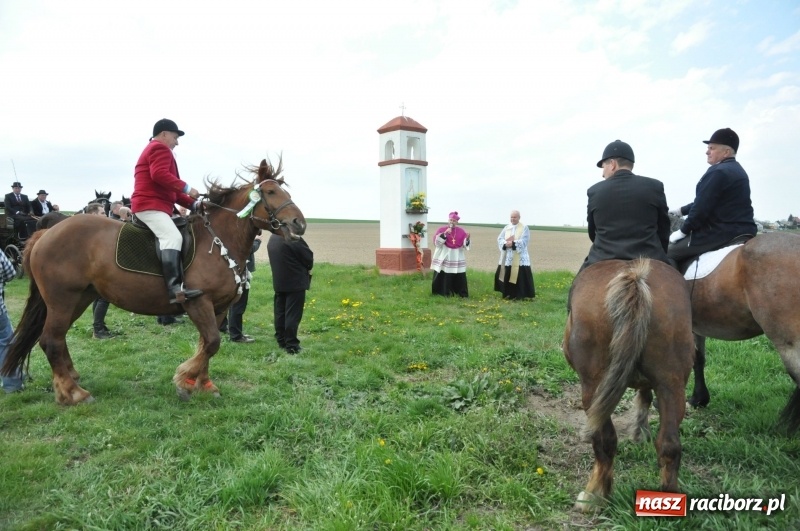 Zdjęcie w galerii na portalu naszraciborz.pl: Rekordowa liczba koni w Bieńkowicach [FOTO i WIDEO] wiadomości z regionu