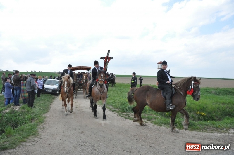 Zdjęcie w galerii na portalu naszraciborz.pl: Rekordowa liczba koni w Bieńkowicach [FOTO i WIDEO] wiadomości z regionu