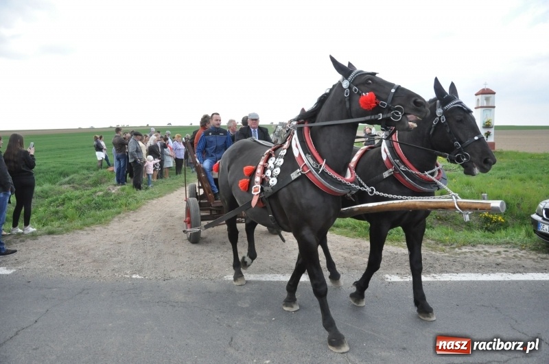 Zdjęcie w galerii na portalu naszraciborz.pl: Rekordowa liczba koni w Bieńkowicach [FOTO i WIDEO] wiadomości z regionu