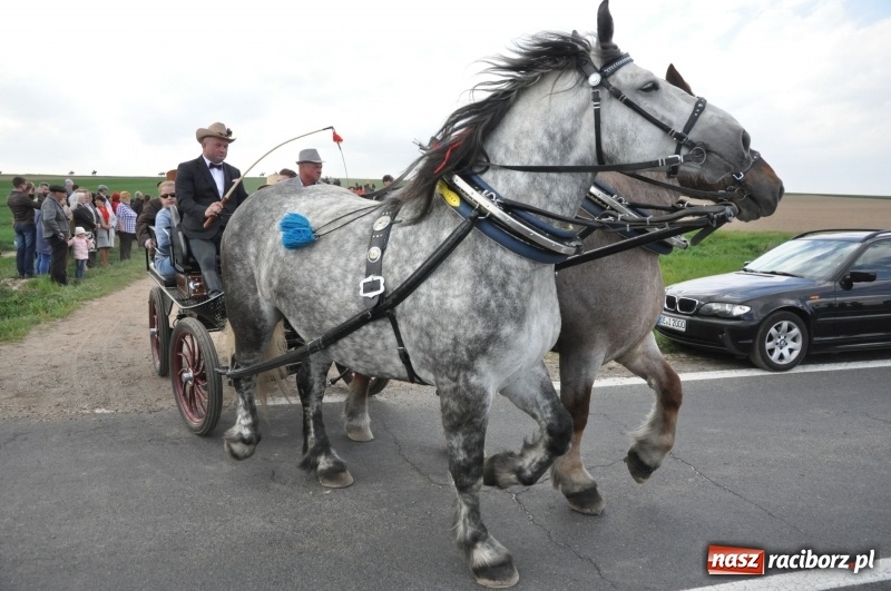 Zdjęcie w galerii na portalu naszraciborz.pl: Rekordowa liczba koni w Bieńkowicach [FOTO i WIDEO] wiadomości z regionu