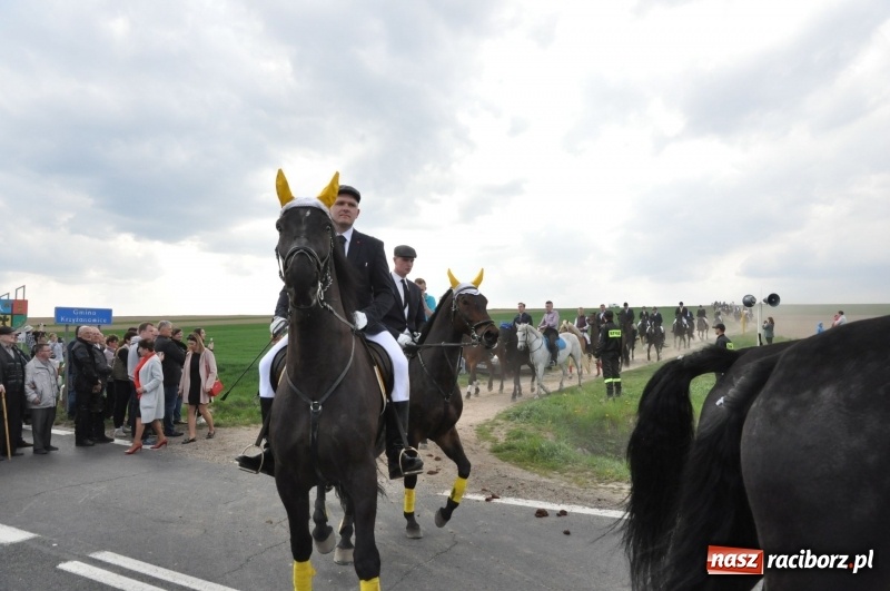 Zdjęcie w galerii na portalu naszraciborz.pl: Rekordowa liczba koni w Bieńkowicach [FOTO i WIDEO] wiadomości z regionu