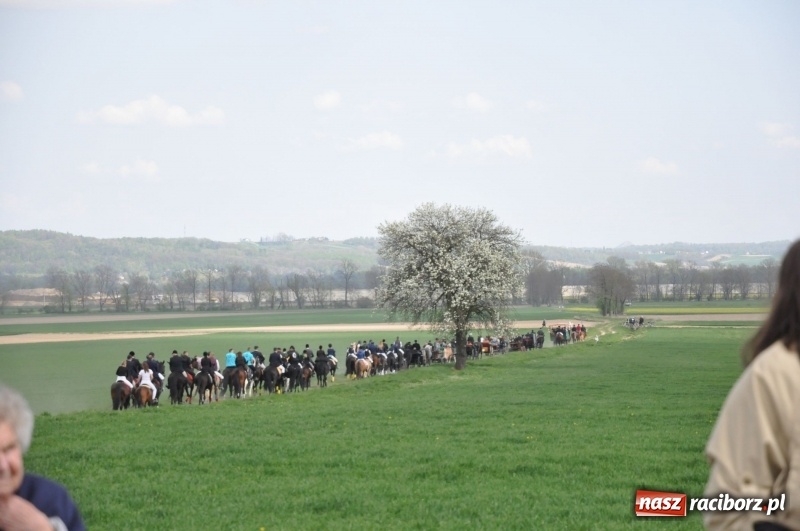 Zdjęcie w galerii na portalu naszraciborz.pl: Rekordowa liczba koni w Bieńkowicach [FOTO i WIDEO] wiadomości z regionu