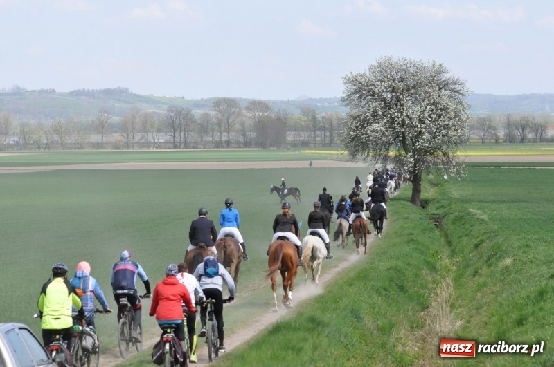 Zdjęcie w galerii na portalu naszraciborz.pl: Rekordowa liczba koni w Bieńkowicach [FOTO i WIDEO] wiadomości z regionu
