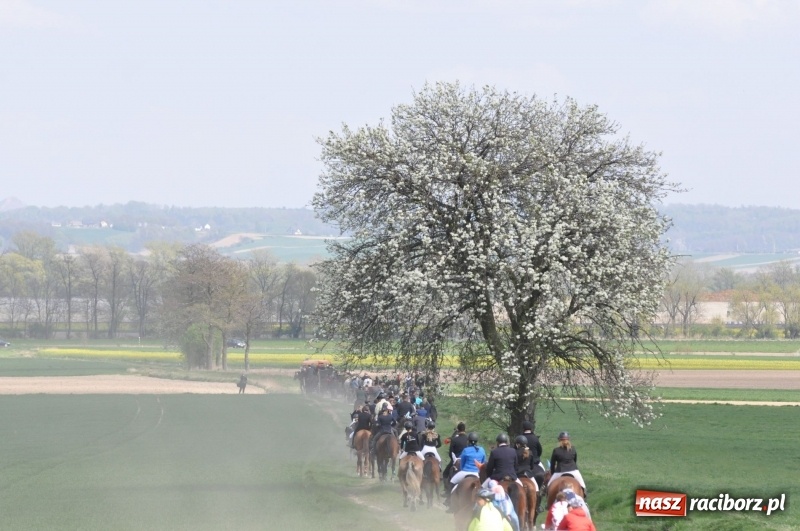 Zdjęcie w galerii na portalu naszraciborz.pl: Rekordowa liczba koni w Bieńkowicach [FOTO i WIDEO] wiadomości z regionu