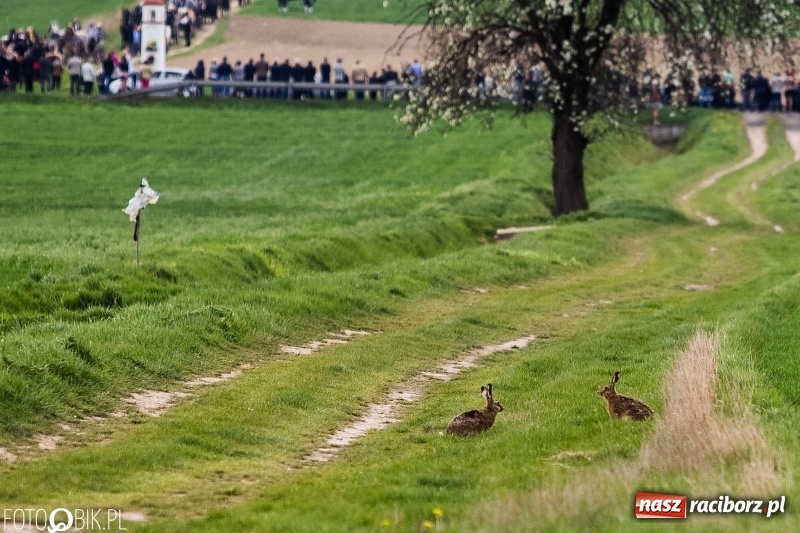 Zdjęcie w galerii na portalu naszraciborz.pl: Rekordowa liczba koni w Bieńkowicach [FOTO i WIDEO] wiadomości z regionu