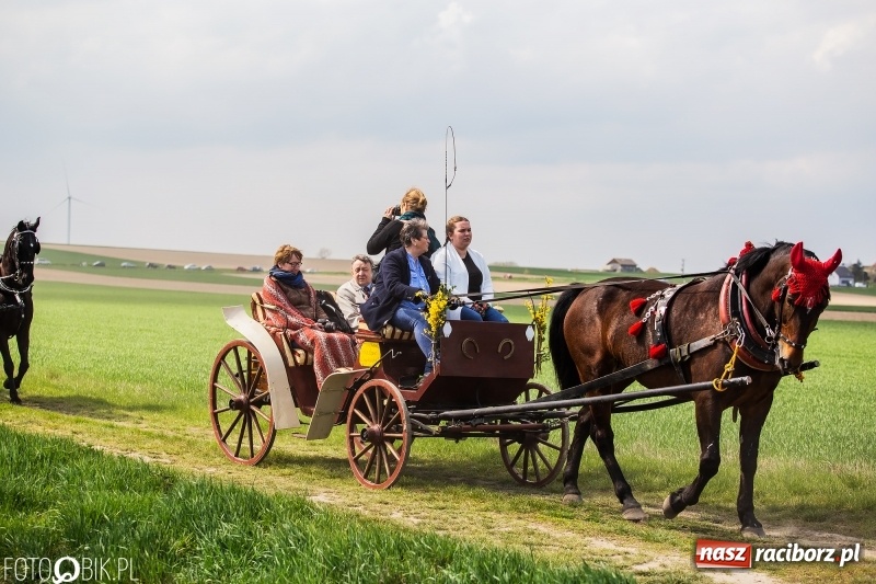 Zdjęcie w galerii na portalu naszraciborz.pl: Rekordowa liczba koni w Bieńkowicach [FOTO i WIDEO] wiadomości z regionu