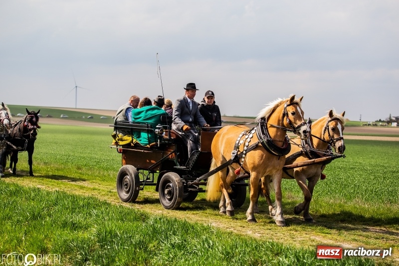 Zdjęcie w galerii na portalu naszraciborz.pl: Rekordowa liczba koni w Bieńkowicach [FOTO i WIDEO] wiadomości z regionu