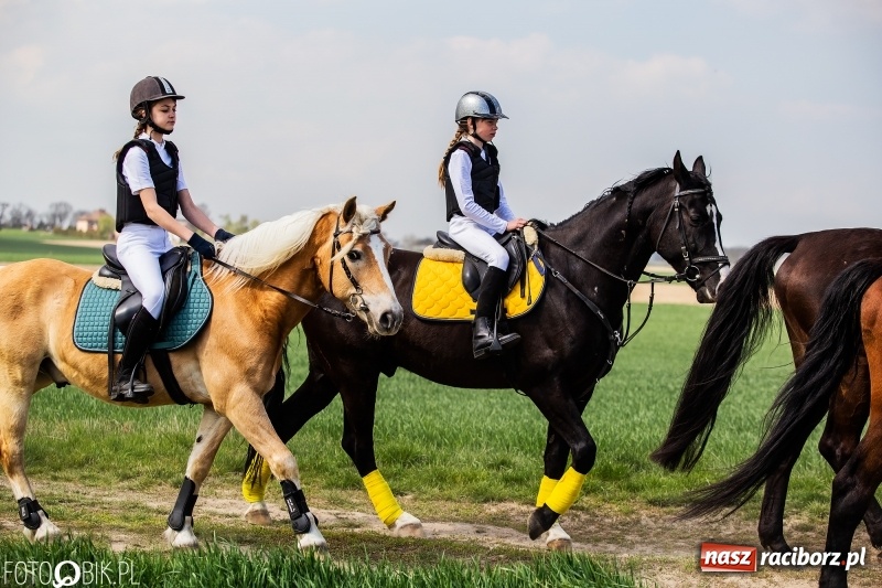 Zdjęcie w galerii na portalu naszraciborz.pl: Rekordowa liczba koni w Bieńkowicach [FOTO i WIDEO] wiadomości z regionu