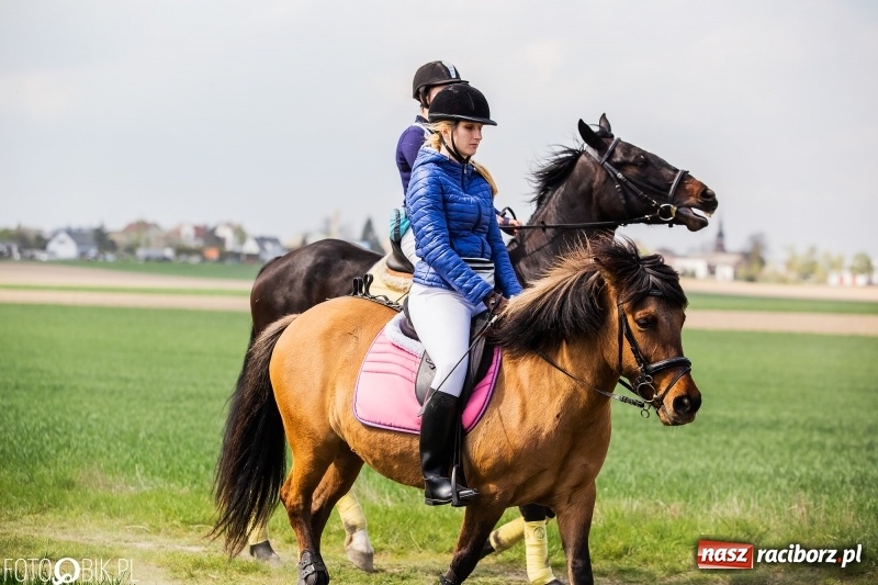 Zdjęcie w galerii na portalu naszraciborz.pl: Rekordowa liczba koni w Bieńkowicach [FOTO i WIDEO] wiadomości z regionu