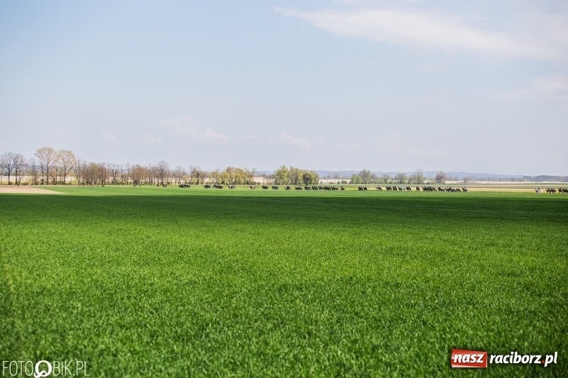 Zdjęcie w galerii na portalu naszraciborz.pl: Rekordowa liczba koni w Bieńkowicach [FOTO i WIDEO] wiadomości z regionu