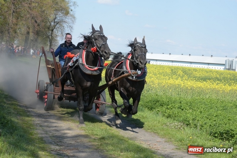 Zdjęcie w galerii na portalu naszraciborz.pl: Rekordowa liczba koni w Bieńkowicach [FOTO i WIDEO] wiadomości z regionu
