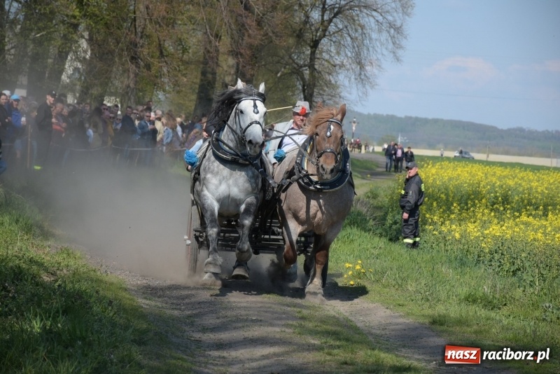 Zdjęcie w galerii na portalu naszraciborz.pl: Rekordowa liczba koni w Bieńkowicach [FOTO i WIDEO] wiadomości z regionu