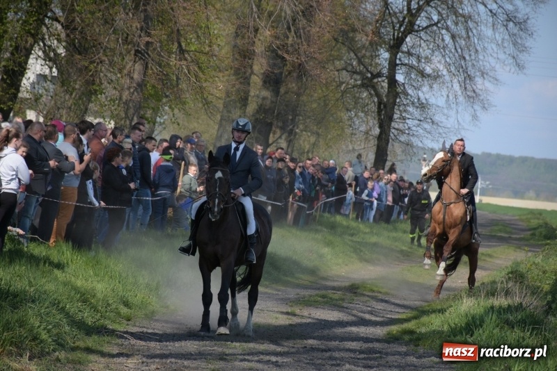 Zdjęcie w galerii na portalu naszraciborz.pl: Rekordowa liczba koni w Bieńkowicach [FOTO i WIDEO] wiadomości z regionu