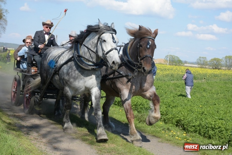 Zdjęcie w galerii na portalu naszraciborz.pl: Rekordowa liczba koni w Bieńkowicach [FOTO i WIDEO] wiadomości z regionu