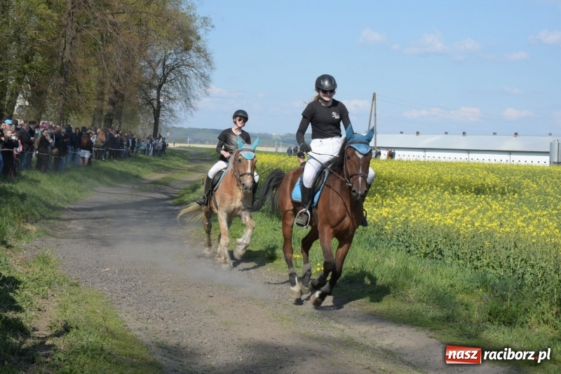 Zdjęcie w galerii na portalu naszraciborz.pl: Rekordowa liczba koni w Bieńkowicach [FOTO i WIDEO] wiadomości z regionu