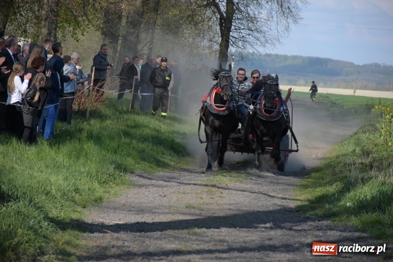 Zdjęcie w galerii na portalu naszraciborz.pl: Rekordowa liczba koni w Bieńkowicach [FOTO i WIDEO] wiadomości z regionu