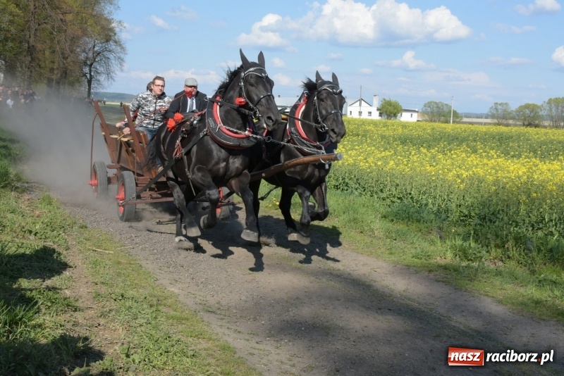 Zdjęcie w galerii na portalu naszraciborz.pl: Rekordowa liczba koni w Bieńkowicach [FOTO i WIDEO] wiadomości z regionu