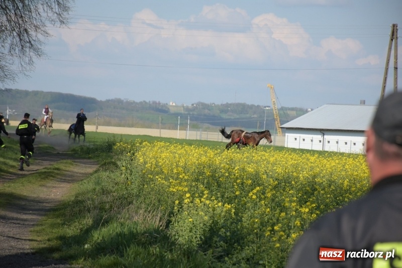 Zdjęcie w galerii na portalu naszraciborz.pl: Rekordowa liczba koni w Bieńkowicach [FOTO i WIDEO] wiadomości z regionu