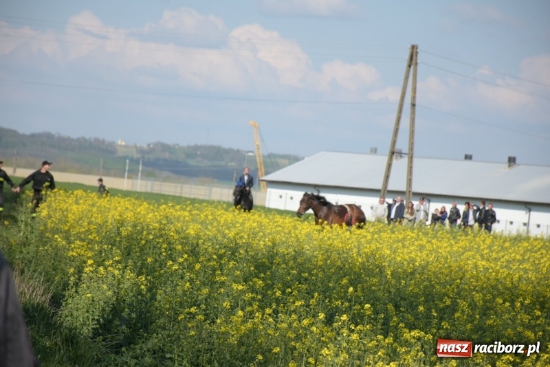 Zdjęcie w galerii na portalu naszraciborz.pl: Rekordowa liczba koni w Bieńkowicach [FOTO i WIDEO] wiadomości z regionu