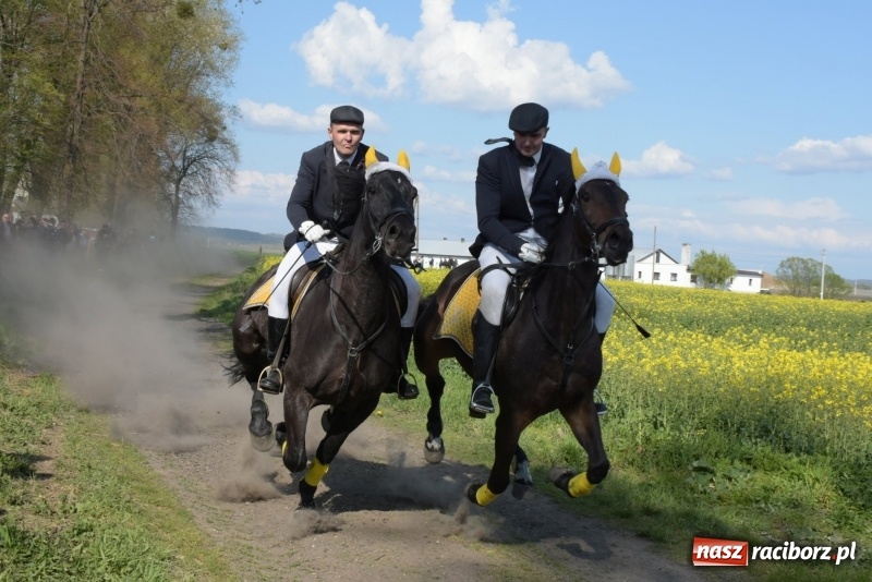 Zdjęcie w galerii na portalu naszraciborz.pl: Rekordowa liczba koni w Bieńkowicach [FOTO i WIDEO] wiadomości z regionu