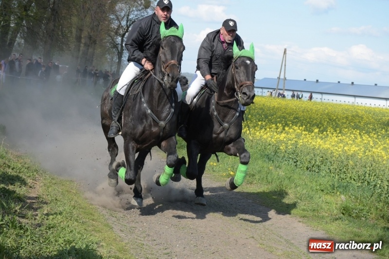 Zdjęcie w galerii na portalu naszraciborz.pl: Rekordowa liczba koni w Bieńkowicach [FOTO i WIDEO] wiadomości z regionu