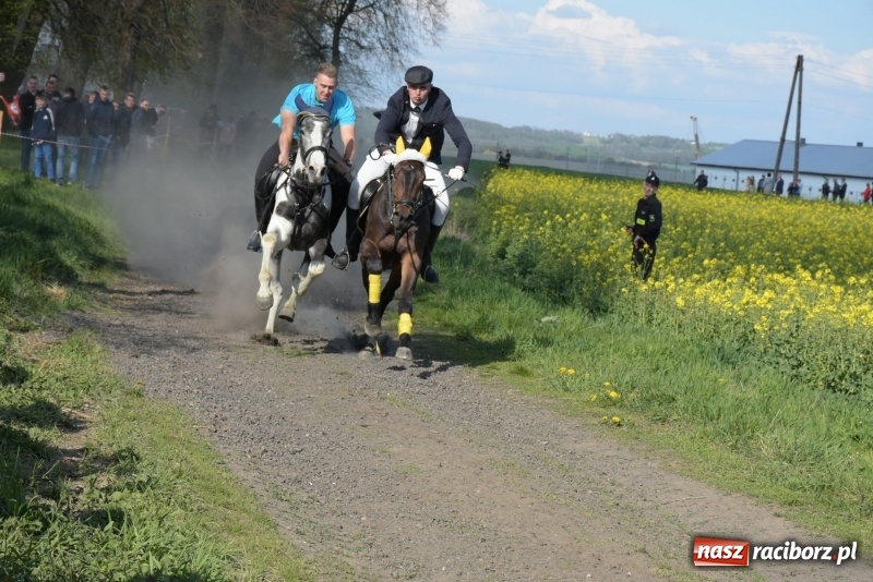 Zdjęcie w galerii na portalu naszraciborz.pl: Rekordowa liczba koni w Bieńkowicach [FOTO i WIDEO] wiadomości z regionu
