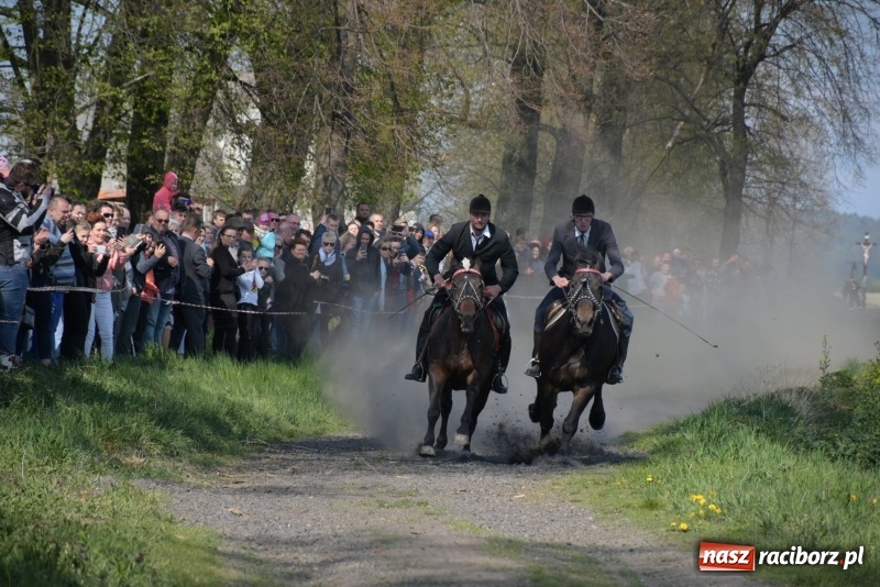 Zdjęcie w galerii na portalu naszraciborz.pl: Rekordowa liczba koni w Bieńkowicach [FOTO i WIDEO] wiadomości z regionu