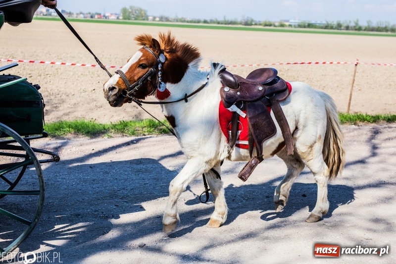Zdjęcie w galerii na portalu naszraciborz.pl: Procesja w Sudole. Groźny upadek na początek wyścigów [FOTO] wiadomości z regionu