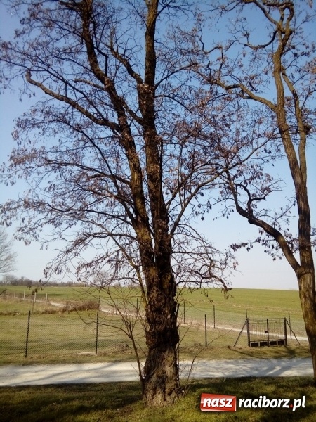 Zdjęcie w galerii na portalu naszraciborz.pl: Magistrat wytnie dwie robinie w Brzeziu wiadomości z regionu