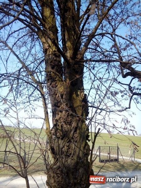 Zdjęcie w galerii na portalu naszraciborz.pl: Magistrat wytnie dwie robinie w Brzeziu wiadomości z regionu