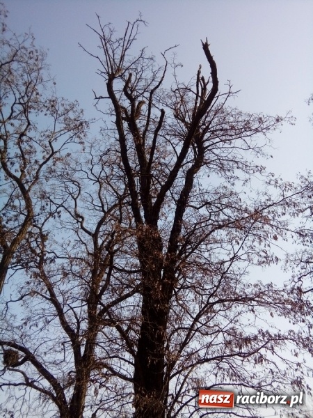 Zdjęcie w galerii na portalu naszraciborz.pl: Magistrat wytnie dwie robinie w Brzeziu wiadomości z regionu