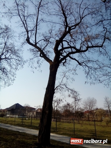 Zdjęcie w galerii na portalu naszraciborz.pl: Magistrat wytnie dwie robinie w Brzeziu wiadomości z regionu