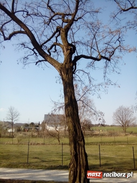 Zdjęcie w galerii na portalu naszraciborz.pl: Magistrat wytnie dwie robinie w Brzeziu wiadomości z regionu