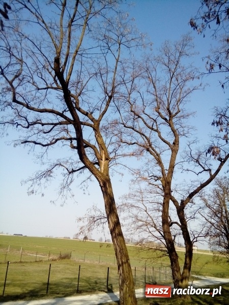 Zdjęcie w galerii na portalu naszraciborz.pl: Magistrat wytnie dwie robinie w Brzeziu wiadomości z regionu