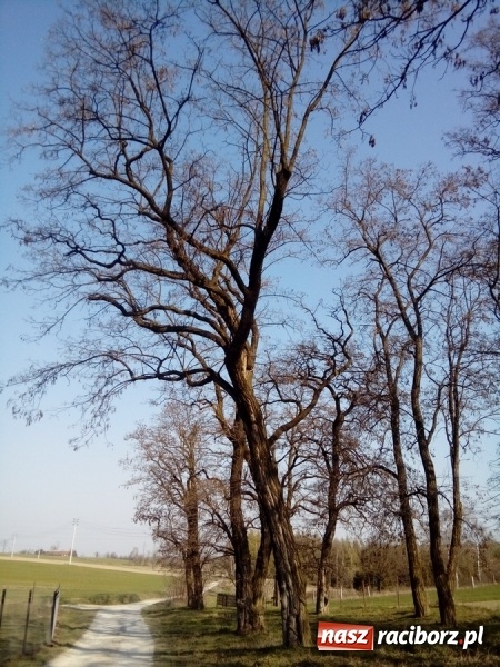 Zdjęcie w galerii na portalu naszraciborz.pl: Magistrat wytnie dwie robinie w Brzeziu wiadomości z regionu