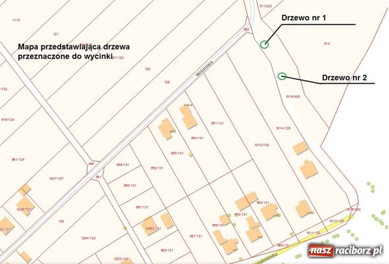 Zdjęcie w galerii na portalu naszraciborz.pl: Magistrat wytnie dwie robinie w Brzeziu wiadomości z regionu