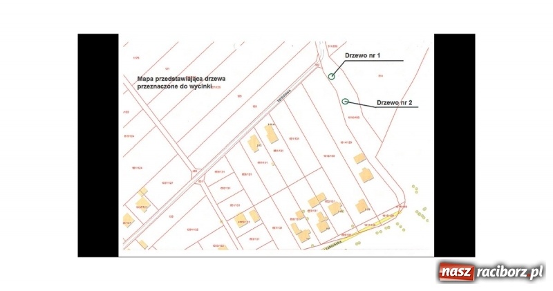 Zdjęcie w galerii na portalu naszraciborz.pl: Magistrat wytnie dwie robinie w Brzeziu wiadomości z regionu
