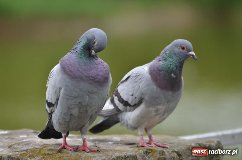 Zdjęcie w galerii na portalu naszraciborz.pl: Tai Chi i Qigong. Energia przepłynęła także przez Racibórz [FOTO] wiadomości z regionu
