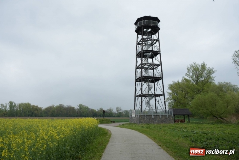 Zdjęcie w galerii na portalu naszraciborz.pl: Biegli i maszerowali, by pomóc Zosi [FOTO] wiadomości z regionu