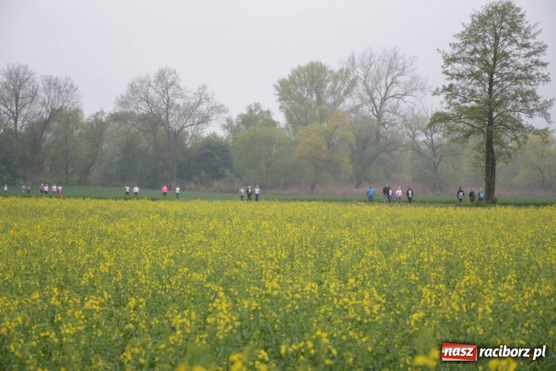 Zdjęcie w galerii na portalu naszraciborz.pl: Biegli i maszerowali, by pomóc Zosi [FOTO] wiadomości z regionu
