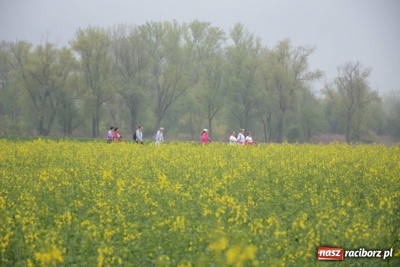 Zdjęcie w galerii na portalu naszraciborz.pl: Biegli i maszerowali, by pomóc Zosi [FOTO] wiadomości z regionu