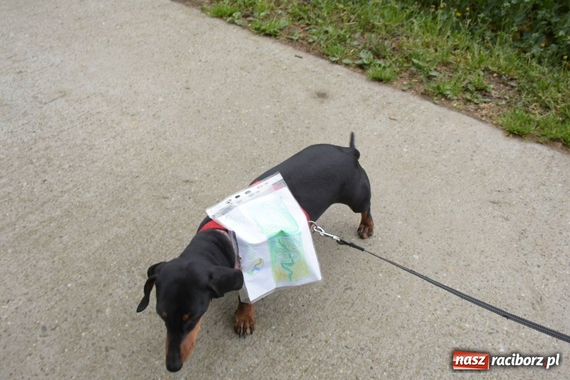 Zdjęcie w galerii na portalu naszraciborz.pl: Biegli i maszerowali, by pomóc Zosi [FOTO] wiadomości z regionu