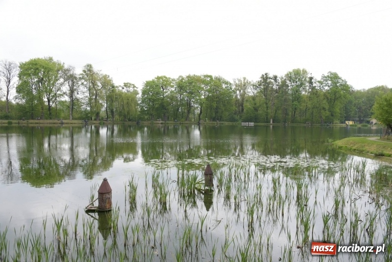 Zdjęcie w galerii na portalu naszraciborz.pl: Karpie dawały miejsce w czołówce. Wędkarze rozpoczęli sezon  wiadomości z regionu