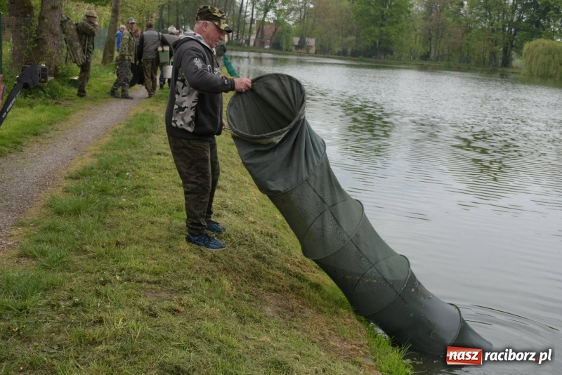 Zdjęcie w galerii na portalu naszraciborz.pl: Karpie dawały miejsce w czołówce. Wędkarze rozpoczęli sezon  wiadomości z regionu