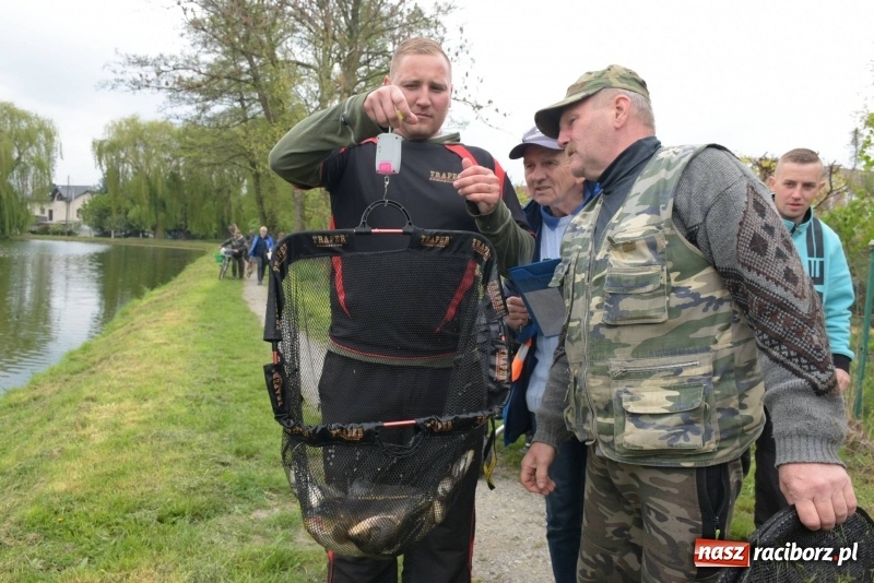Zdjęcie w galerii na portalu naszraciborz.pl: Karpie dawały miejsce w czołówce. Wędkarze rozpoczęli sezon  wiadomości z regionu